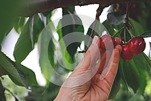 Red Cherry on a huge cherrytree, green red photo