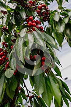 Red Cherry on a huge cherrytree, green red