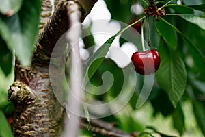 Red Cherry on a huge cherrytree, green red photo