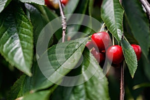 Red Cherry on a huge cherrytree, green red photo