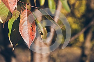 Red cherry leaf against blurred tree and green leaves in autumn