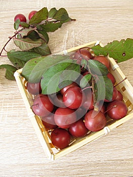 Red cherry plum or myrobalan plumin basket photo