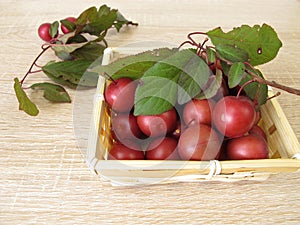 Red cherry plum or myrobalan plumin basket photo