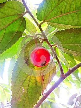 Red Cherry Ripen on The Tree Naturally