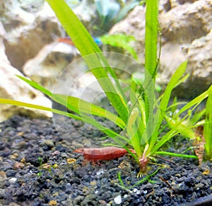 Red Cherry Shrimp