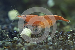 Red cherry shrimp