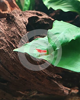Red Cherry shrimp on leaf