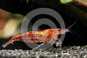 Red Cherry Shrimp (Neocaridina denticulata)