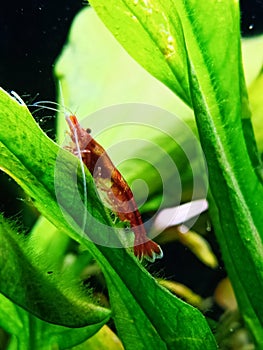 Red Cherry Shrimp perched on a leaf