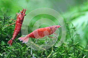 Red cherry shrimp