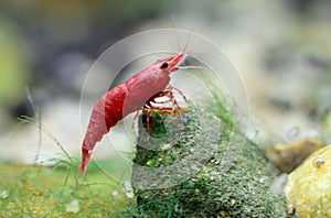 Red cherry shrimp