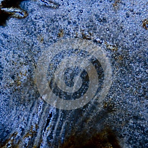 Red cherry stem micrograph