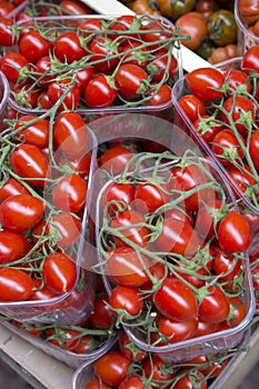 Red Cherry Tomato Background