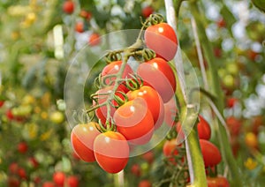 Ciliegia pomodoro 