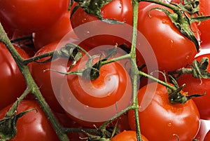 Red cherry tomato closeup