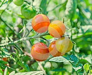 Red cherry tomato, edible red fruit, berry of the nightshade Solanum lycopersicum, commonly known as a tomato plant