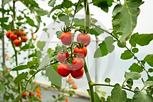 Red cherry tomato growing in greenhouse