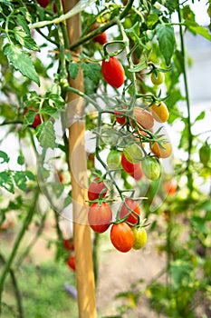 Red cherry tomato planting crop in greenhouse