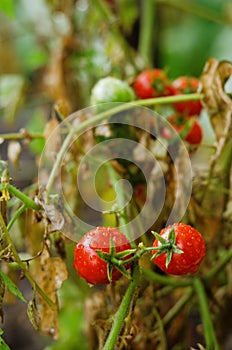 Red cherry tomatoes on a branch close up. Raindrops on the leaves. Healthy food, lifestyle concept. Harvest. Agriculture