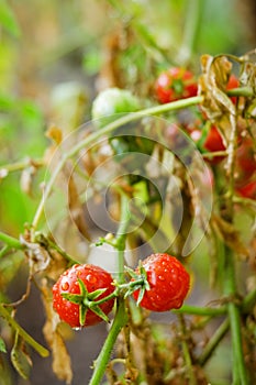 Red cherry tomatoes on a branch close up. Raindrops on the leaves. Healthy food, lifestyle concept. Harvest. Agriculture