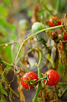 Red cherry tomatoes on a branch close up. Raindrops on the leaves. Healthy food, lifestyle concept. Harvest. Agriculture