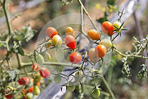 Red cherry tomatoes in garden