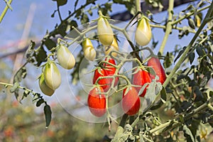 Red cherry tomatoes in garden