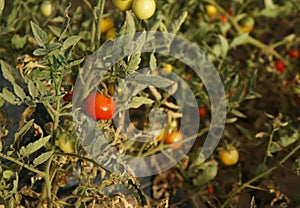 Red cherry tomatoes growing on a branch, selective focus, purposely blurred