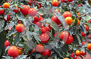 Red cherry tomatoes are grown in the city`s botanical garden