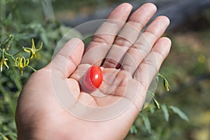 Red cherry tomatoes on hand