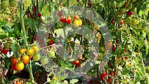 Red cherry tomatoes in plantation field. Many ripe and green cherry tomatoes