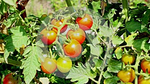 Red cherry tomatoes in plantation field. Many ripe and green cherry tomatoes grow on the bush close-up