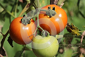 Red Cherry Tomatoes ripen on plant in a open garden on sunny day. This is nutritious food rich in vitamins and folate that are