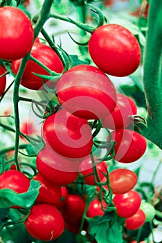 Red Cherry tomatoes in vegetable garden