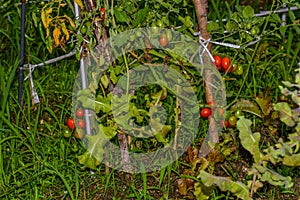 Red cherry tomatoes on the vine