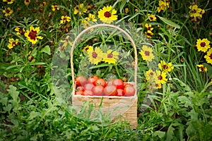 Red cherry tomatoes in a wicker basket in grass near flowers