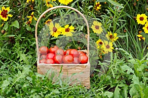 Red cherry tomatoes in a wicker basket in grass near flowers