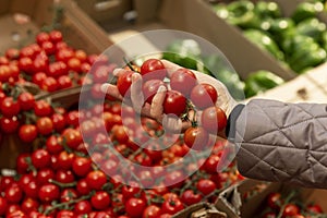 Red cherry tomatoes in a woman\'s hand in a store. Vegetarianism and healthy eating. Close-up