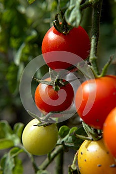 Red cherry tomatos ripens on a plant