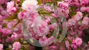 Red cherry tree blossom, detail rack focus