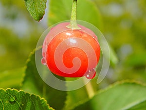 Red cherry on a tree, close-up