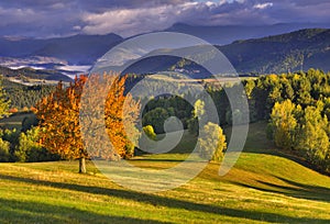 Red cherry tree and Povraznik mountains