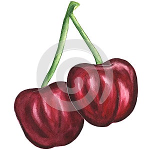 Red cherry, Watercolor illustration