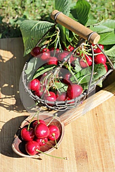 Red cherry in wooden spoon in the garden