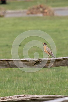 red chested robin perched on a wooden fence