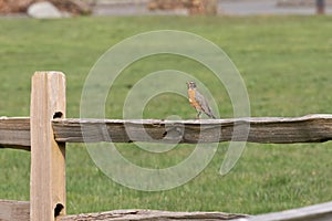 red chested robin perched on a wooden fence