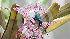 Red-chested Sunbird & x28;Cinnyris erythrocercus& x29; Perched on a Plant