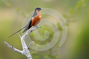 Red-chested Swallow (Hirundo lucida) photo