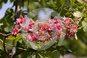 Red chestnut. The colorful inflorescences of a tree called chestnut, one of its ornamental varieties, are usually planted on city