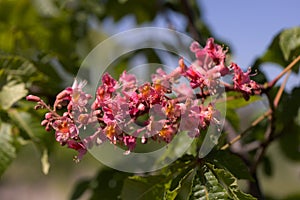 Red chestnut. The colorful inflorescences of a tree called chestnut, one of its ornamental varieties, are usually planted on city